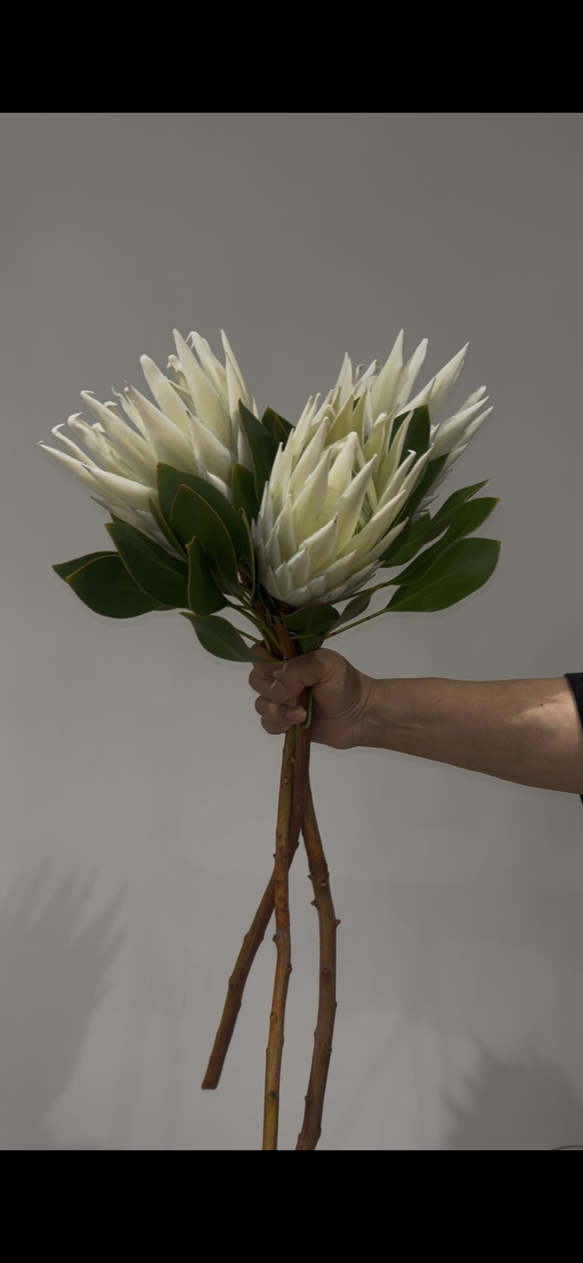 Best Florist in Auckland: Why Roma Blooms Stands Out for Every Occasion