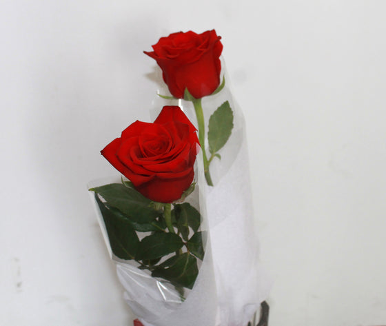 A SINGLE RED ROSE