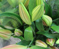 Pink Lilies Bouquet - 6 Stems Fresh Flowers Auckland