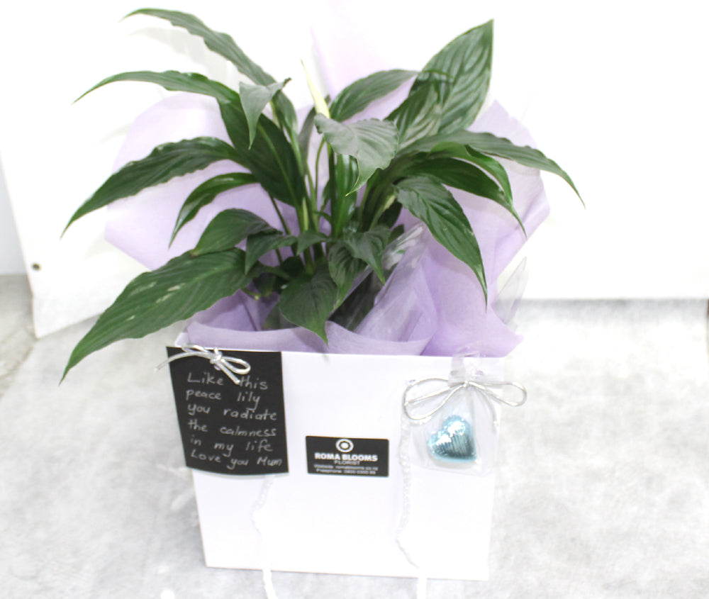 Peace Lilly Plant And A Heart Chocolate