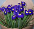 Purple Iris