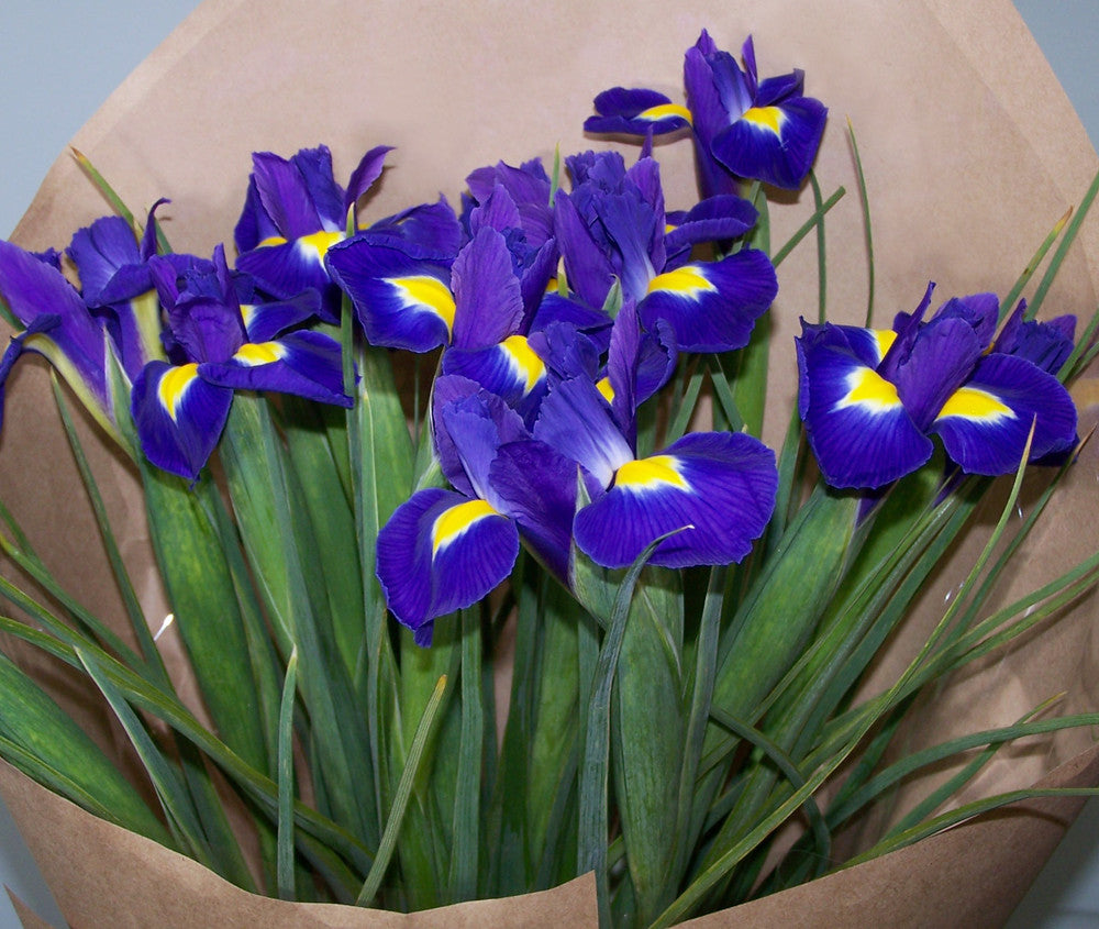Purple Iris