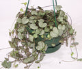 Chain Of Heart Plant