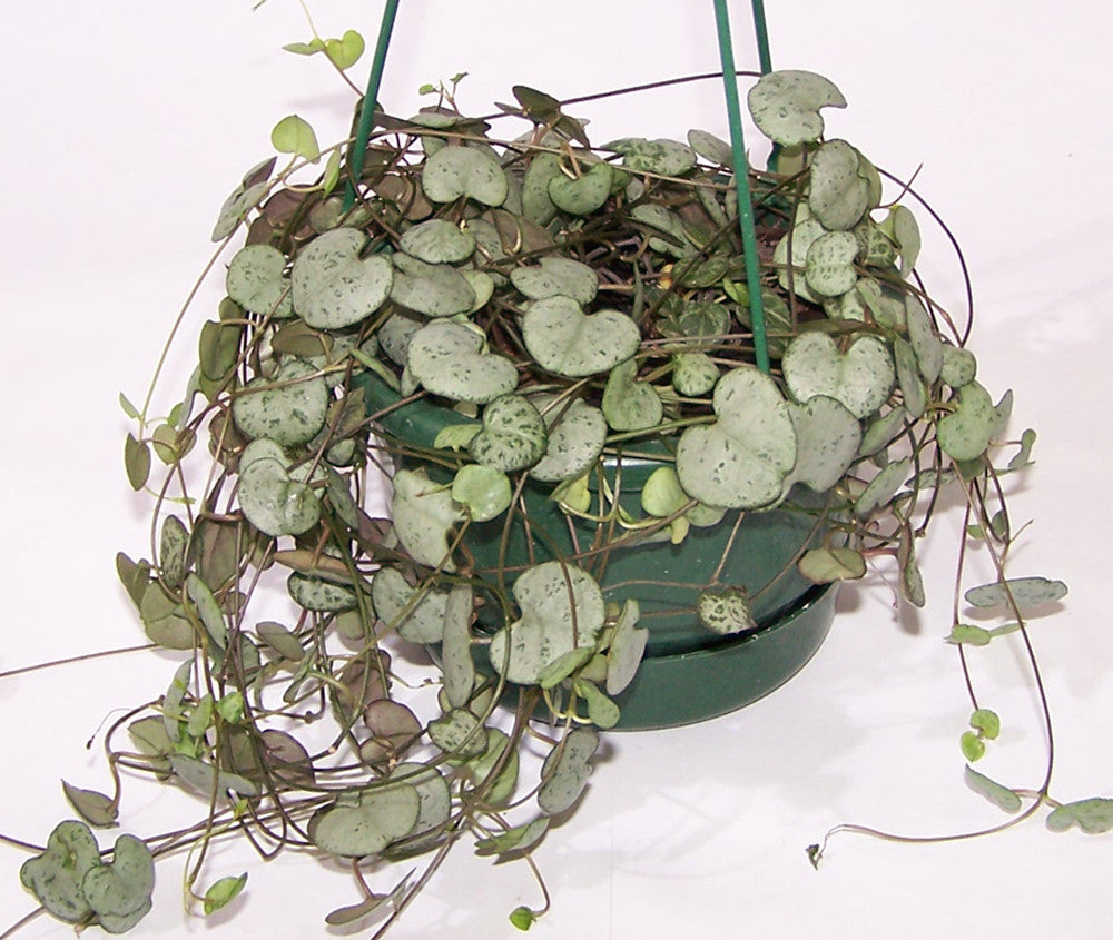Chain Of Heart Plant
