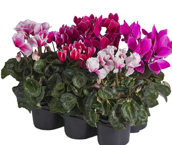 ASSORTED CYCLAMEN PLANTS