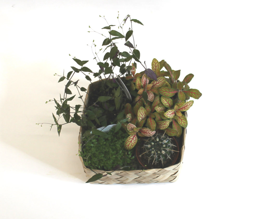 4 small indoor plants