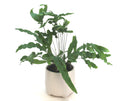 Blue Star Fern Plant