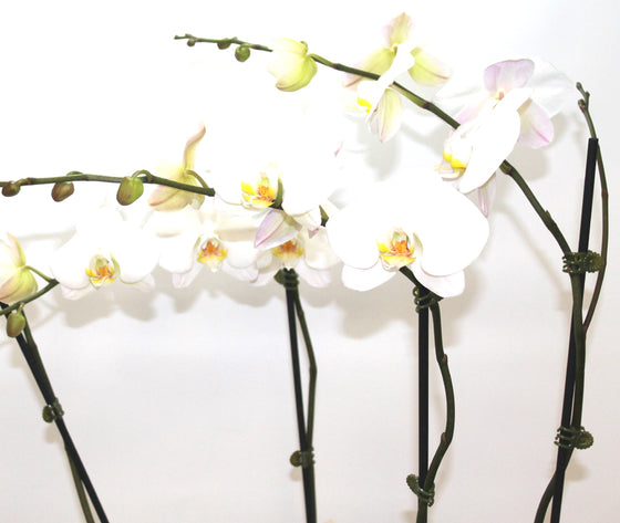 WHITE DOUBLE STEMMED PHALAENOPSIS ORCHID