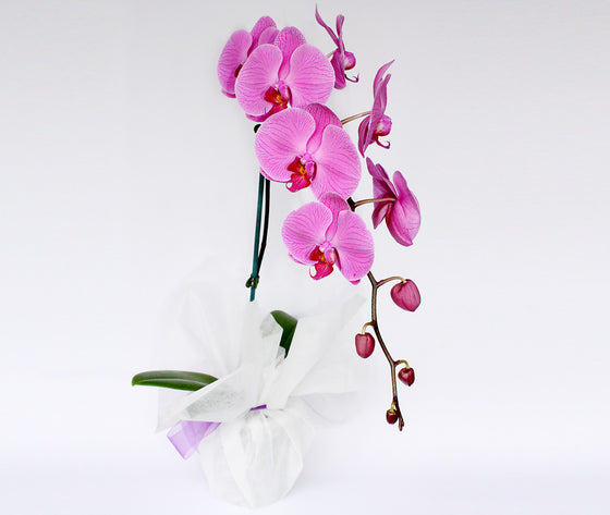 FUCHSIA PHALAENOPSIS ORCHID