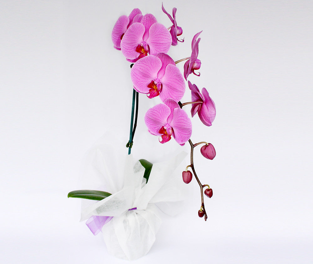 FUCHSIA PHALAENOPSIS ORCHID