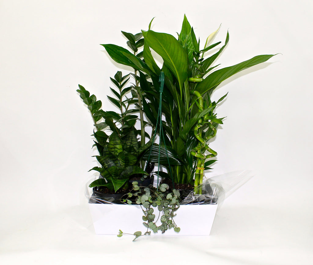 Mix Selection Of Green Indoor Plants