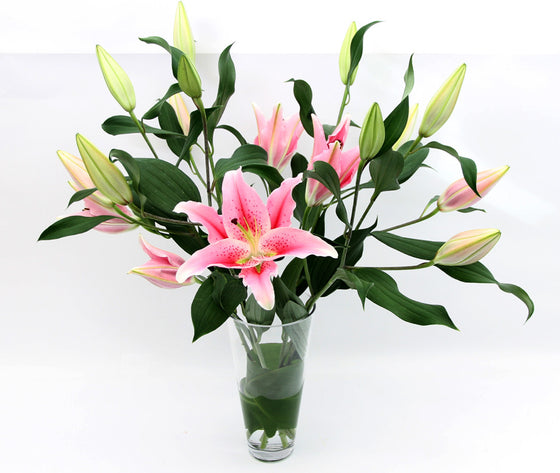 Pink lilies.  - One vase.