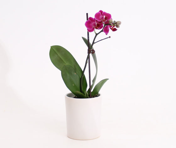 Mini Phalaenopsis Orchid