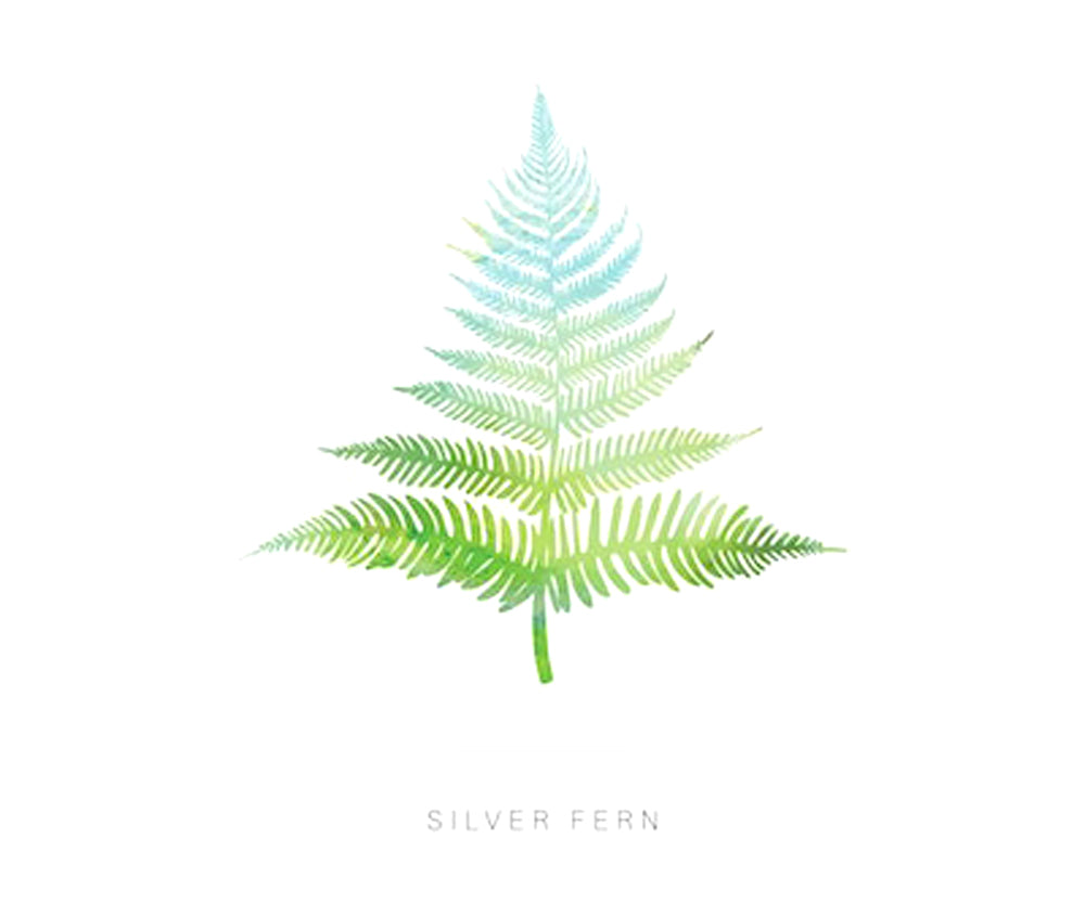 silver fern picture